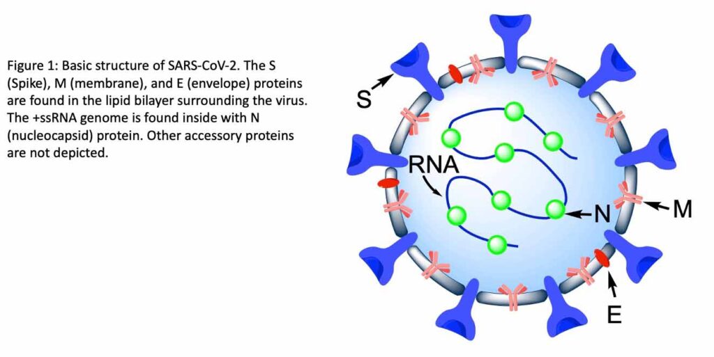 Going Viral: Exploring Virus Mutations and Evolution Using SARS-CoV-2 ...